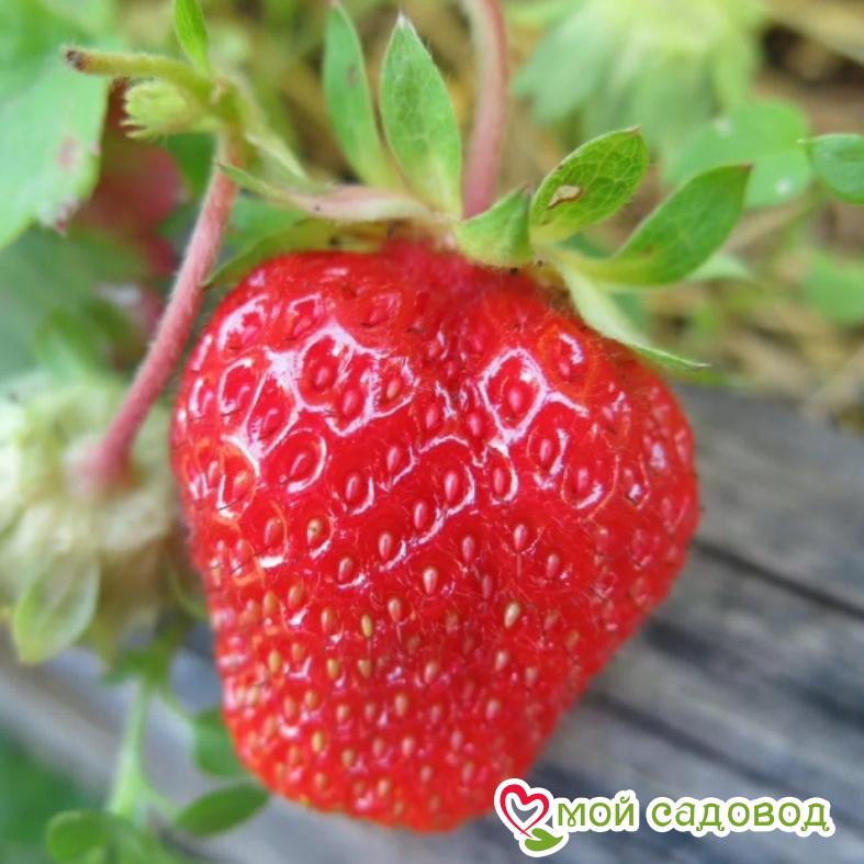 Клубника Аргентера