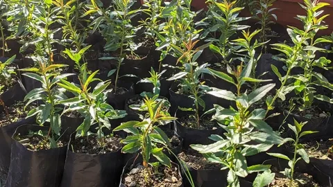 Миндаль Визит